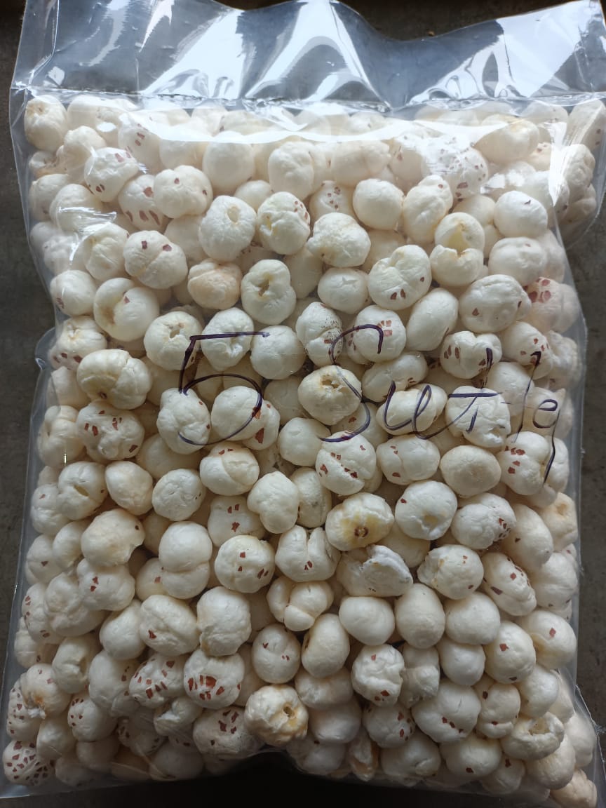 Raw Fox Nut ( 5 Sutta Hand Picked)